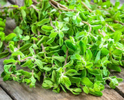 Sweet Marjoram Herb Seeds - Culinary Mediterranean Annual Herb Plant - Non GMO
