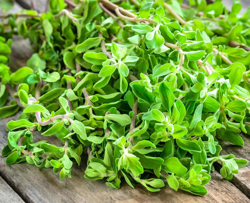 Sweet Marjoram Herb Seeds - Culinary Mediterranean Annual Herb Plant - Non GMO