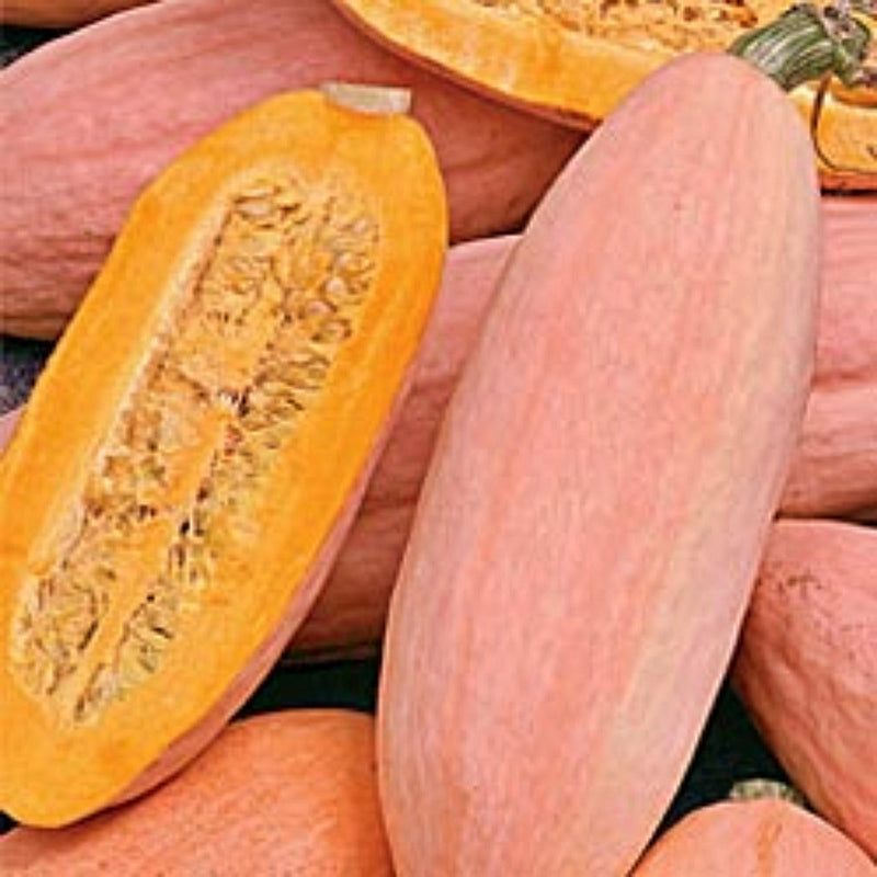 Jumbo Pink Banana Squash – Heirloom Winter Squash Seeds for Pies & Storage