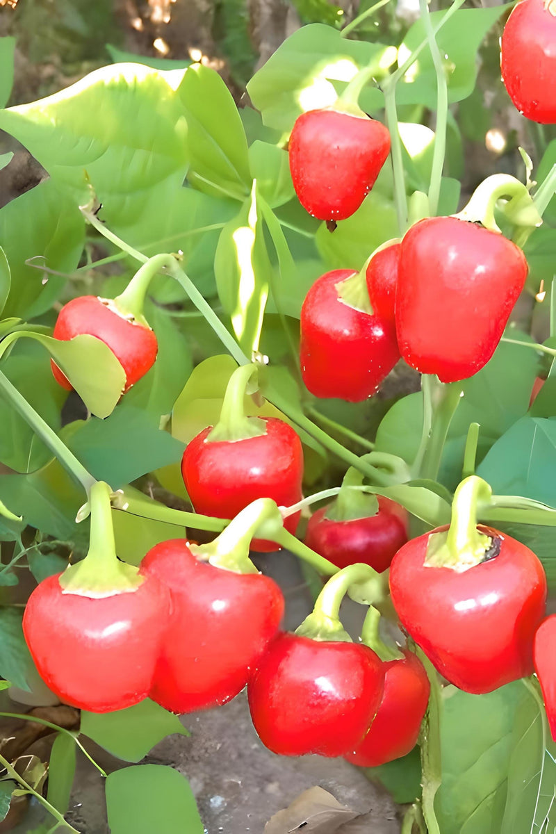 Mini Red Bell Pepper - Heirloom Sweet Peppers | Easy To Grow, Thick Flesh