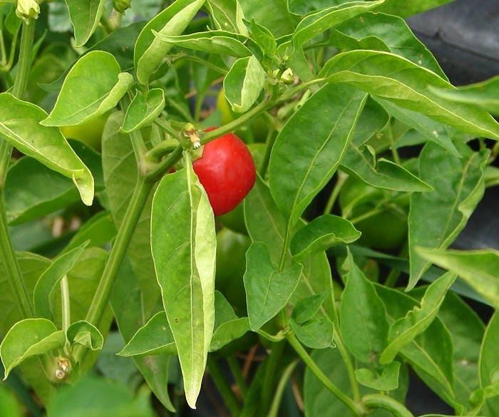 Mini Red Bell Pepper - Heirloom Sweet Peppers | Easy To Grow, Thick Flesh