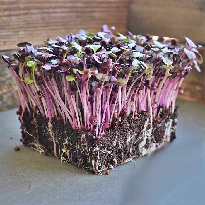 Purple Rambo Radish Heirloom Seeds - Open Pollinated, Spicy Flavor, USA Grown