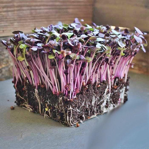 Purple Rambo Radish Heirloom Seeds - Open Pollinated, Spicy Flavor, USA Grown