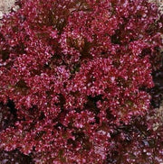Lollo Rosso Lettuce - Heirloom Leaf Seeds | Red Italian Open Pollinated Variety