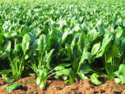 Giant Noble Spinach Heirloom Seeds – Large Leaf, Slow Bolt, Non GMO Garden