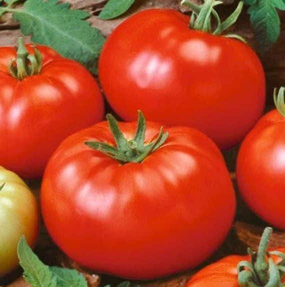 Red Beefsteak Tomato