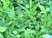 Garden Cover Crop Mix