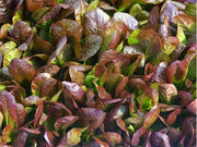 Cimmaron Romaine Lettuce - Heirloom Non GMO Seeds | Heat Resistant, Slow Bolting