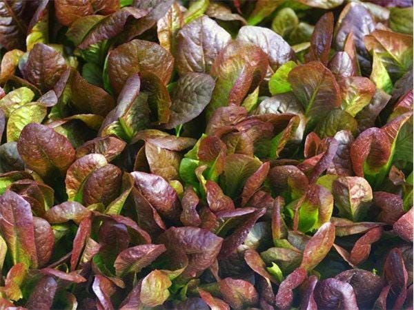 Cimmaron Romaine Lettuce - Heirloom Non GMO Seeds | Heat Resistant, Slow Bolting