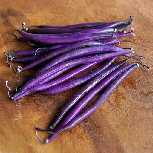 Purple Bush Beans – Heirloom Bush Bean Seeds | Petite Filet Pods, Sweet Edible Pods