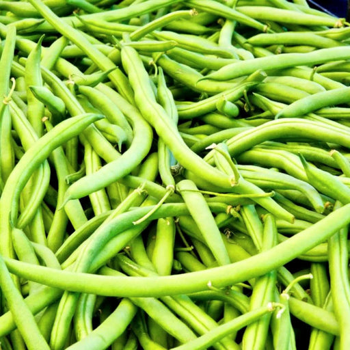 Stringless Green Beans - Landreth Bush Heirloom Seeds | GMO-Free, Easy Grow
