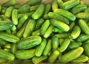 Bush Pickle Cucumber - Compact Mini Cucumber Plant | Heirloom Non-GMO Seeds