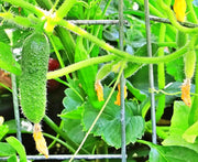 Bush Pickle Cucumber - Compact Mini Cucumber Plant | Heirloom Non-GMO Seeds