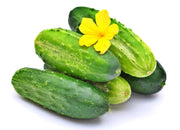 Bush Pickle Cucumber - Compact Mini Cucumber Plant | Heirloom Non-GMO Seeds