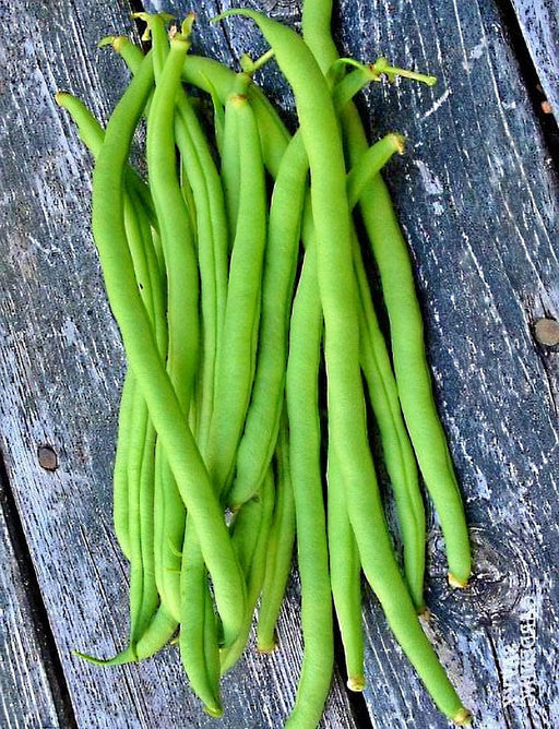 Topcrop Bush Beans - Heirloom Open Pollinated Vegetable Garden Seeds | Disease Resistant