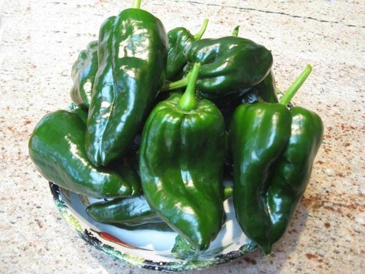 Ancho Grande, Pepper Seeds: Heirloom, Poblano Mild Spicy Flavor