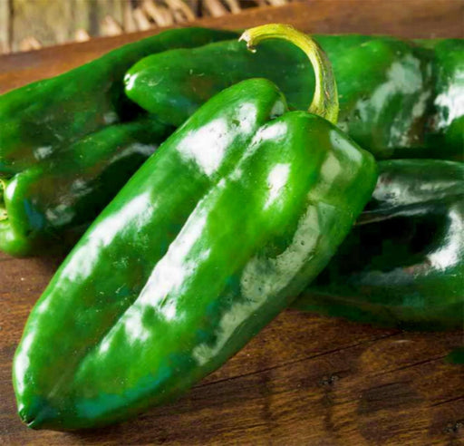 Ancho Grande, Pepper Seeds: Heirloom, Poblano Mild Spicy Flavor