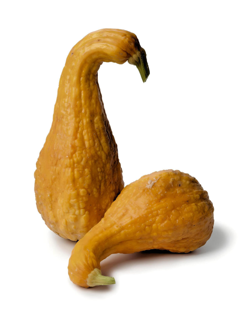 Summer Squash Seeds - Heirloom Seed Collection With Zucchini Black Beauty, Crookneck & Pattypan