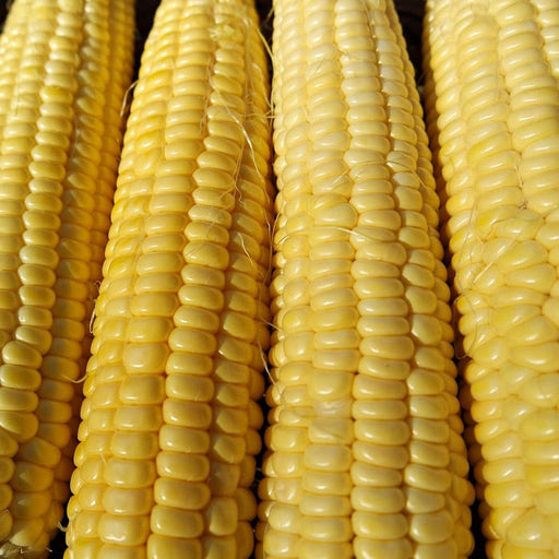Candy Mountain Sweet Corn - Heirloom Open Pollinated Early Season Seeds