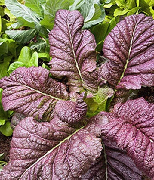 Red Giant Mustard Seeds - Heirloom, Winter Hardy Baby Salad Greens | Brassica Juncea