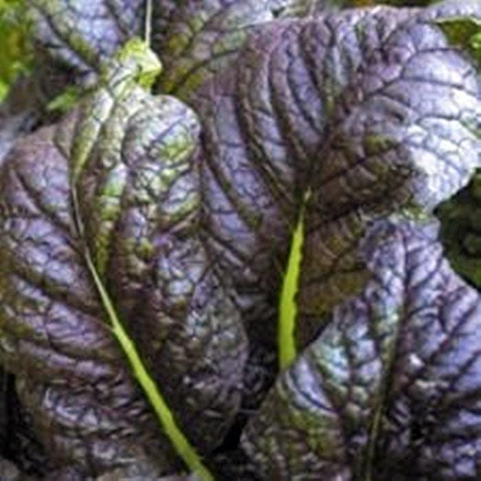 Red Giant Mustard Seeds - Heirloom, Winter Hardy Baby Salad Greens | Brassica Juncea