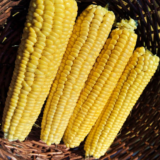 Candy Mountain Sweet Corn - Heirloom Open Pollinated Early Season Seeds
