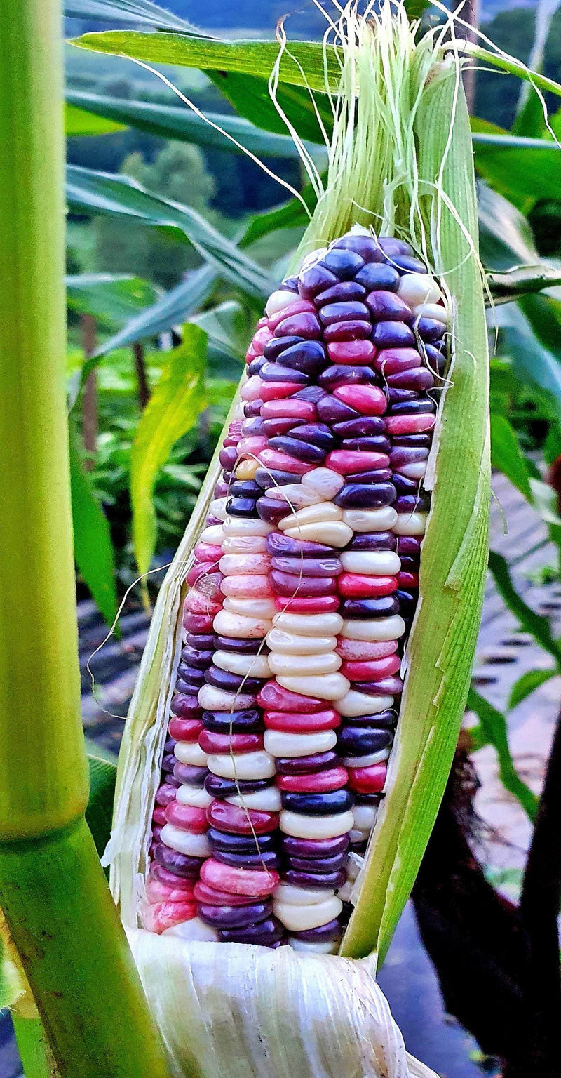 Festivity Sweet Corn - Heirloom Multi Colored Corn With Rainbow Colored Kernels