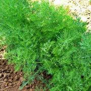 Dukat Dill Seeds – Heirloom Garden Seeds | Sweet Dill Variety, Culinary & Medicinal Herbs