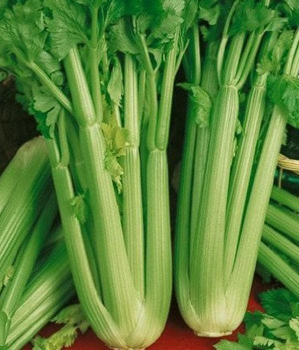 Tall Utah 52 Celery - Heirloom Seeds | Disease Resistant, Vitamin Rich Stalks