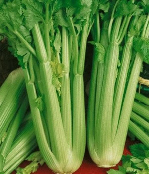 Tall Utah 52 Celery - Heirloom Seeds | Disease Resistant, Vitamin Rich Stalks