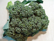 Waltham Broccoli Seeds – Heirloom, Open Pollinated, Cold Weather Garden Vegetable