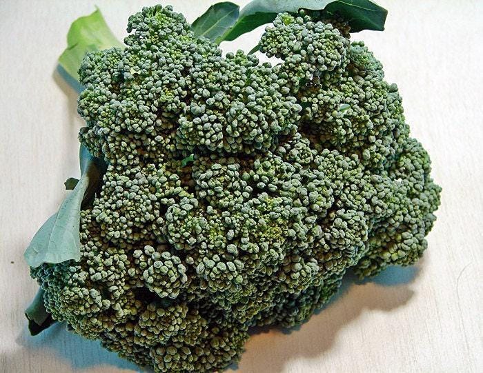 Waltham Broccoli Seeds – Heirloom, Open Pollinated, Cold Weather Garden Vegetable