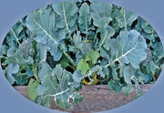 Waltham Broccoli Seeds – Heirloom, Open Pollinated, Cold Weather Garden Vegetable