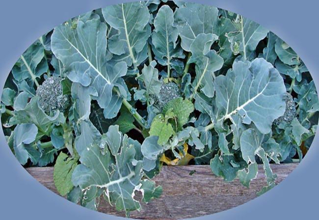 Waltham Broccoli Seeds – Heirloom, Open Pollinated, Cold Weather Garden Vegetable