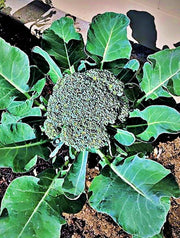 Waltham Broccoli Seeds – Heirloom, Open Pollinated, Cold Weather Garden Vegetable