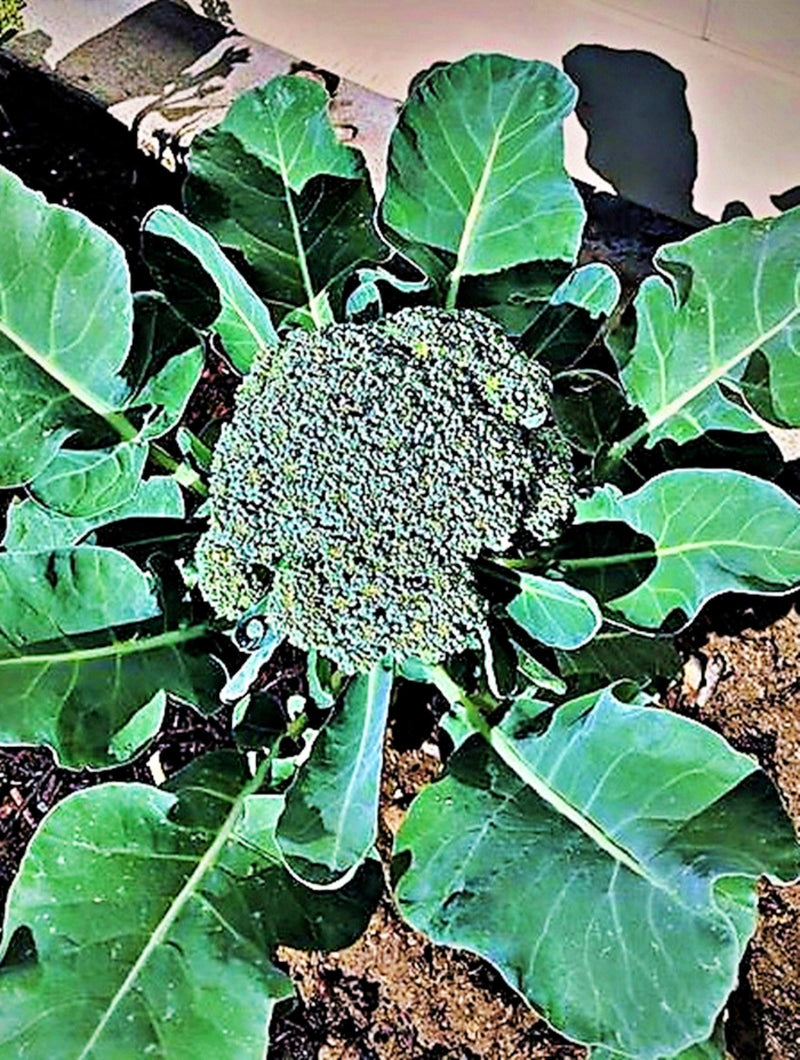 Waltham Broccoli Seeds – Heirloom, Open Pollinated, Cold Weather Garden Vegetable