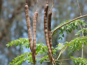 A group of brown seed pods hanging from a tree branch, surrounded by green leaves.
