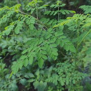 a close-up view of lush, green leaves and branches of a plant, with a dense, verdant background.