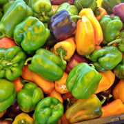 Rainbow Garden Seeds | Heirloom Seed Mix Vegetable Collection - Organic Assortment