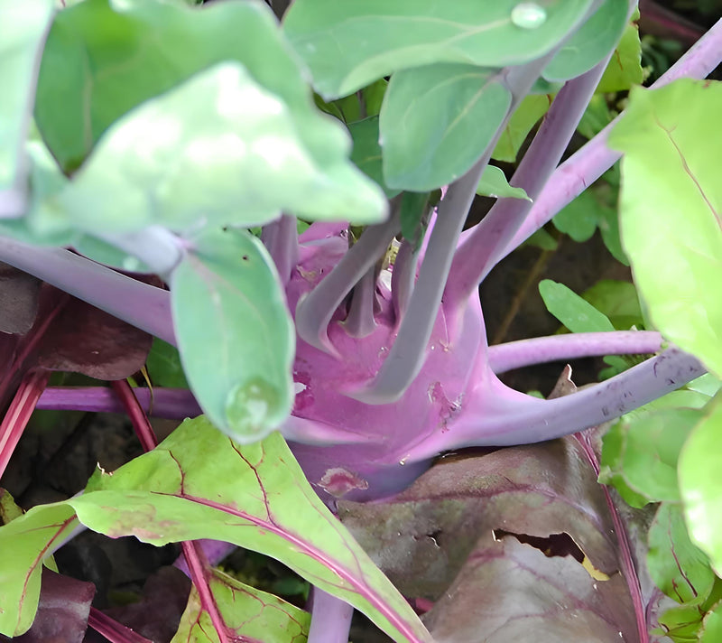 Early Purple Kohlrabi – Heirloom Vegetable Seeds | Cold Hardy, Vitamin C Rich Bulbs