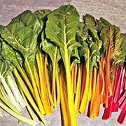 Rainbow Garden Seeds | Heirloom Seed Mix Vegetable Collection - Organic Assortment