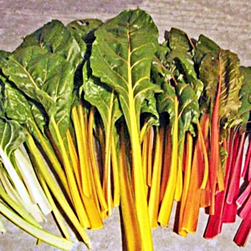 Rainbow Garden Seeds | Heirloom Seed Mix Vegetable Collection - Organic Assortment