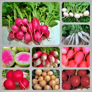 Rainbow Garden Seeds | Heirloom Seed Mix Vegetable Collection - Organic Assortment