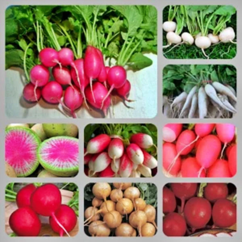 Rainbow Garden Seeds | Heirloom Seed Mix Vegetable Collection - Organic Assortment