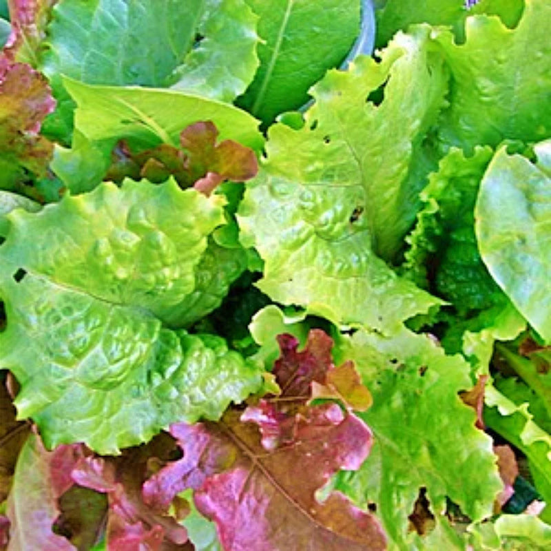 Rainbow Garden Seeds | Heirloom Seed Mix Vegetable Collection - Organic Assortment