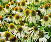 White Swan Echinacea - Perennial Flowering Herb Seeds | Zone 3 Hardy Plants