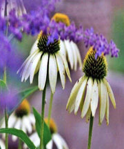 White Swan Echinacea - Perennial Flowering Herb Seeds | Zone 3 Hardy Plants