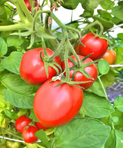 Northern Ruby Paste Tomato