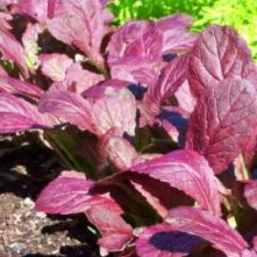 Japanese Giant Garnet Mustard - Non GMO Open Pollinated Seeds, Annual Mustard Plant for Garden