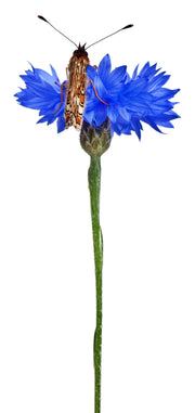 Cornflower Mix Seeds – Heirloom Red White Blue Flowers | Long Stem Bachelor Buttons